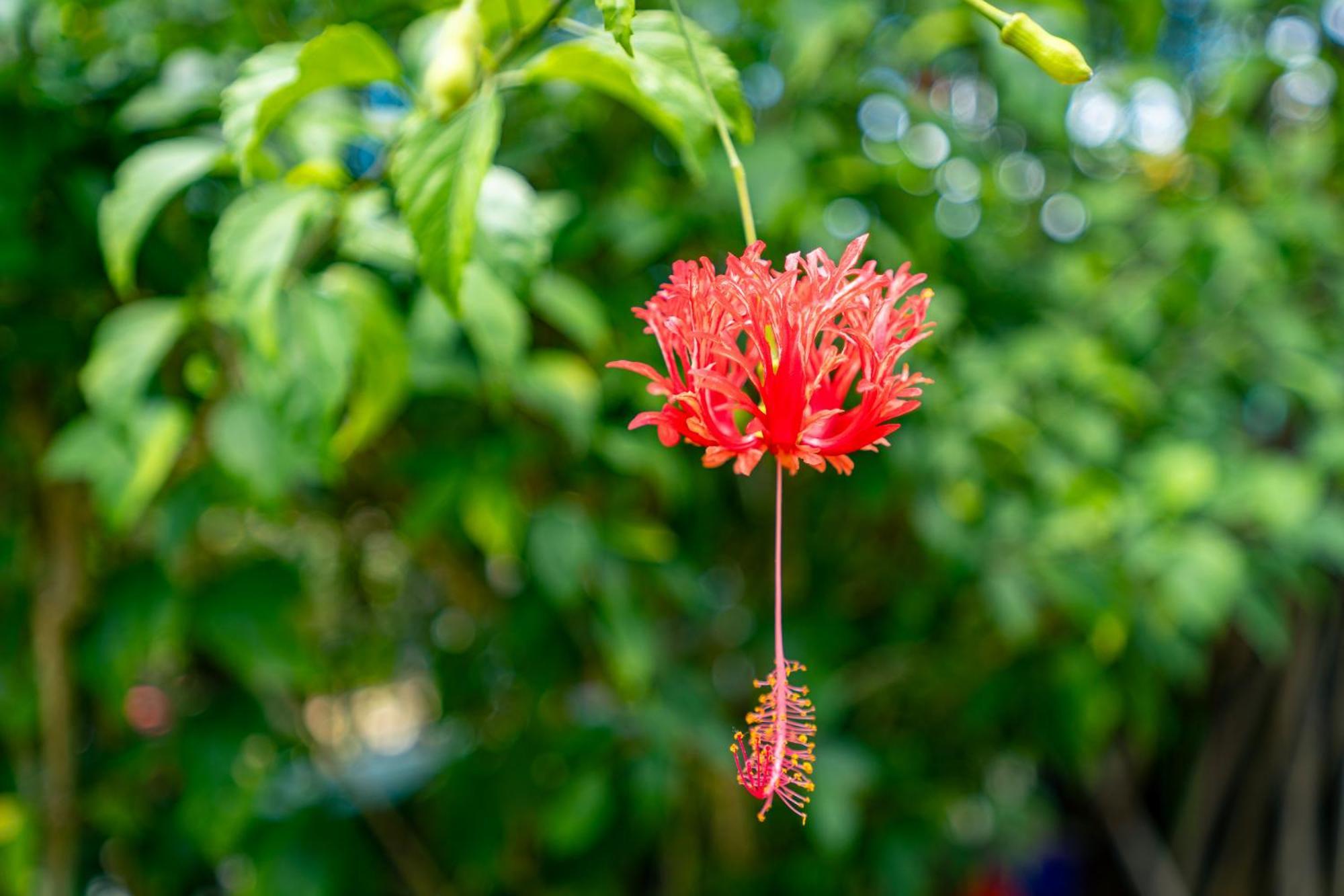 Lemongrass Lodge Beau Vallon  Esterno foto
