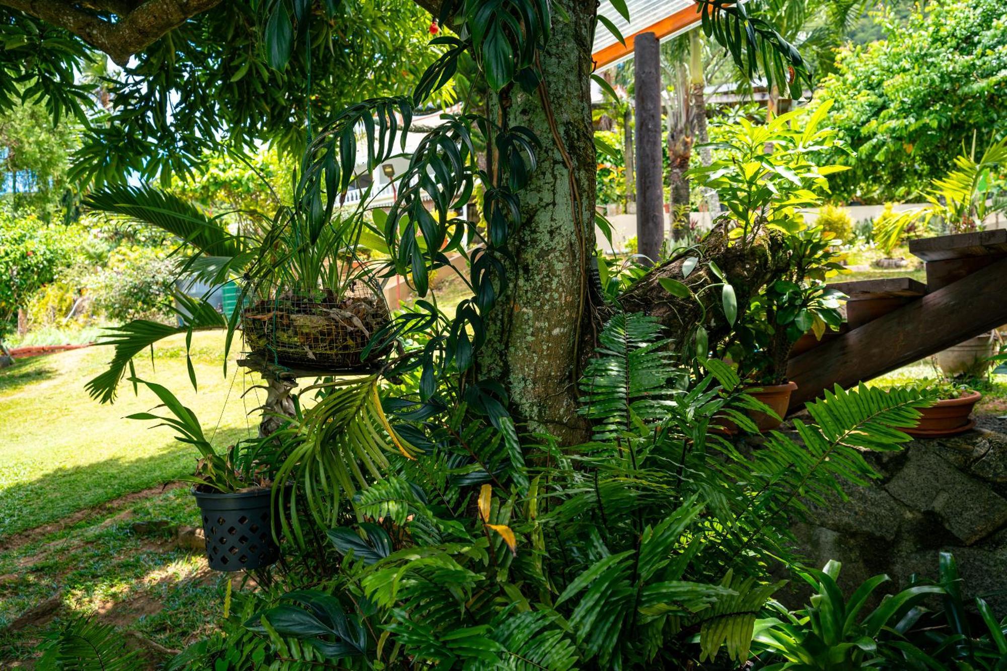 Lemongrass Lodge Beau Vallon  Esterno foto